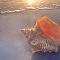 Conch Shell at Sunset, Florida
