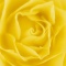 Close Up Detail of a Yellow Rose
