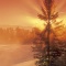 Sunrays Filtering Through a Pine Tree, Whitefish, Montana