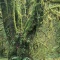 Moss Covered Trees, Hoh Rainforest, Washington