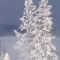 Rime Frost on Pines, West Thumb Geyser Basin, Yellowstone N. Park