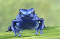 Blue Poison Frog, Rainforest Costa Rica