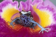Powder Blue Poison Arrow Frog in a Orchid