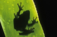 Frog on a Leaf Silhouette