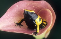 Poison Arrow Frog, Brazil