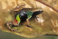 Beautiful Mantella Frog, Madagascar