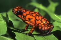 Poison Arrow Frog, Dendrobates histrionicus