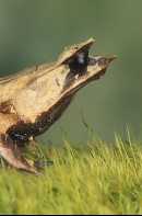 Asian Leaf Frog, Profile