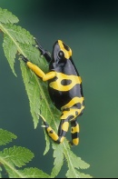 Poison Arrow Frog, Dendrobates leucomelas, Brazil