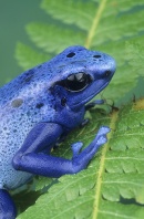 Blue Poison Frog, Dendrobates azurius