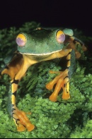 Splendid Leaf Frog, Agalychnis calcarifer, Costa Rica