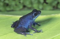 Strawberry Poison Arrow Frog, Blue Form, Dendrobates pumilio, Panama