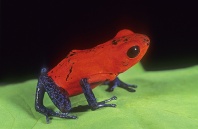 Strawberry Poison Arrow Frog, Dendrobates pumilio, Costa Rica