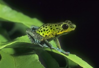 Rare Poison Arrow Frog, Dendrobates pumilio, Costa Rica