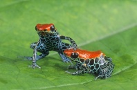 Poison Arrow Frogs, Dendrobates reticulatus, Peru