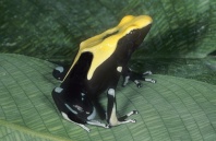 Yellow Back Poison Arrow Frog, D. ticnctorius, French Guiana