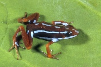 Phantasmal Poison Arrow Frog, Epitedobates tricolor, West Ecuador