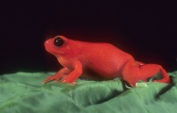 Mantella Frog, Red Phase, Madagascar
