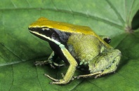 Green Mantella Frog, Mantella viridis, Madagascar