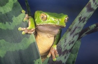 Giant Monkey Frog, Phyllomedusa bicolor, Amazon Peru