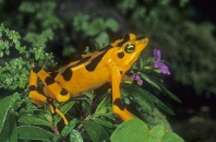 Panama Golden Frog, Atelopus zeteki