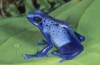 Blue Poison Frog, Dendrobates azureus, Surinam