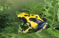 Yellow Back Dying Frog, Dendrobates pumilio, Costa Rica