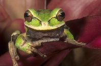 Masked Crossed Banded Tree Frog, Smilisca phaeota, Costa Rica