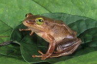 Banana Frog, Afrixalus sp., Tropical Africa