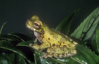 Lancaster's Tree Frog, Hyla lancasteri, Costa Rica