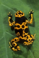 Arrow Poison Frog, Dendrobates luecomelis, Costa Rica