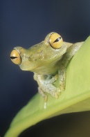 Forest Green Tree Frog, Hyla pellucans, Ecuador