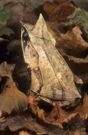 Asian Leaf Frog, Megophrys montana