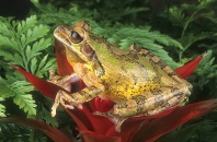 Painted Tree Frog, Smilisca puma, Nicaragua
