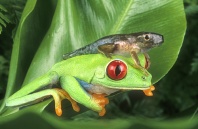 Red Eyed Tree Frog Adult And Tadpole, Costa Rica