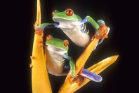 Red Eyed Tree Frogs, Costa Rica