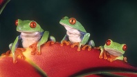Three Red Eyed Tree Frogs on a Heliconia Plant, Costa Rica