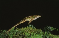 Leopard Frog Jumping, Florida