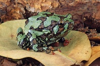 Frog, Madagascar
