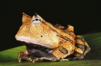 Surinam Horned Frog, Rainforest South America