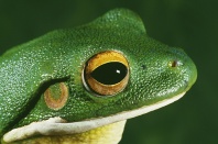 Indonesian White Lipped Frog