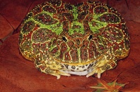 Ornate Horned Frog, Argentina