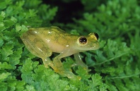 Glass Frog, Centrolenella sp., Costa Rica