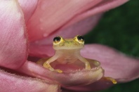 Glass Frog Centrolenella sp., Costa Rica