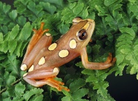 Argus Reed Frog, Hyperolius argus, Africa