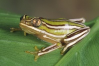 Reed Frog, Heterixalus rutenbergi, Madagascar