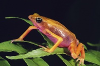 Pink Belly Harlequin Frog, Costa Rica