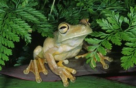 Rosenberg's Tree Frog, Costa Rica