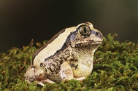 Horseshoe Forest Frog, Africa