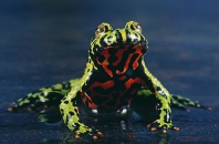 Oriental Fire Bellied Toad, North East China